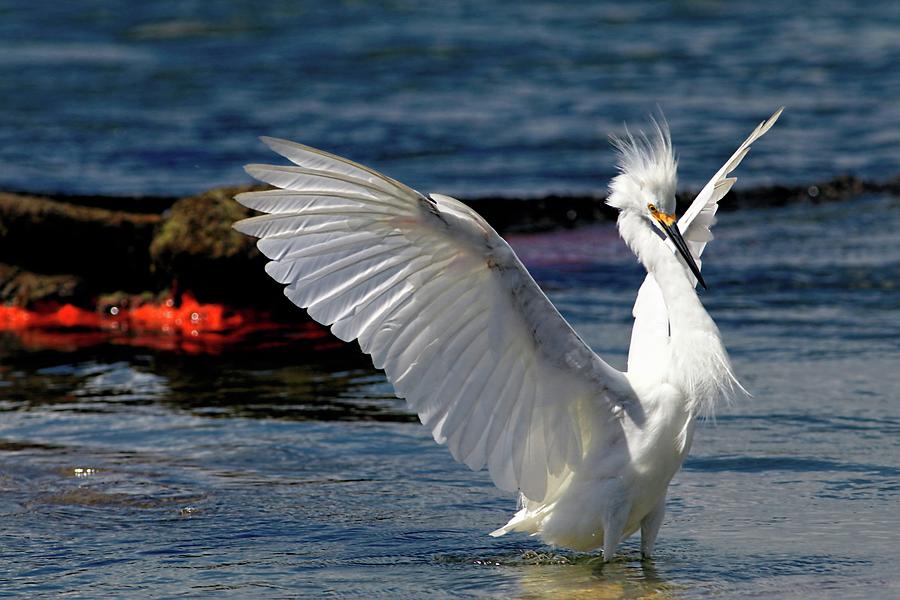 Wings Of The Snowy Egret Photograph by Carol Montoya