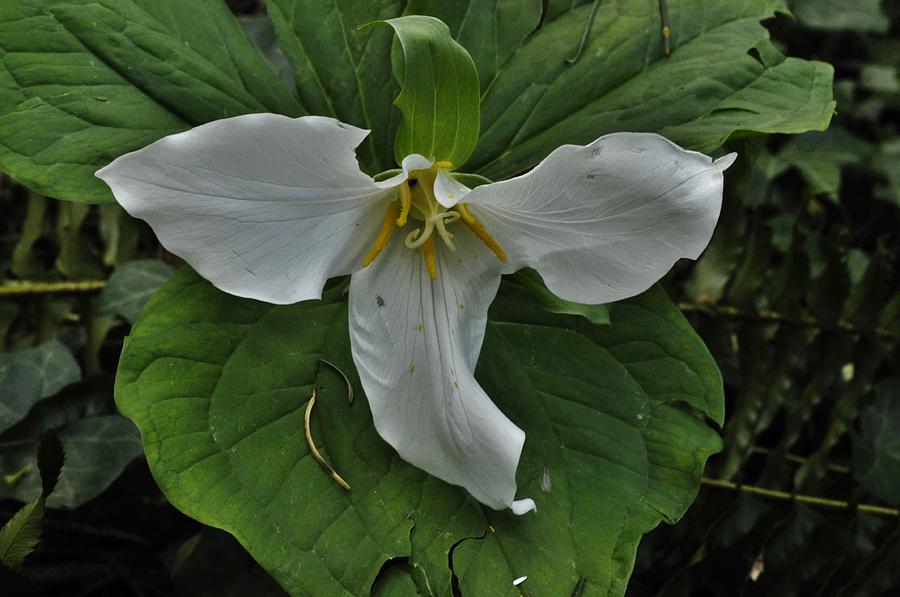 Wings of the Trillium Photograph by Charles Lucas