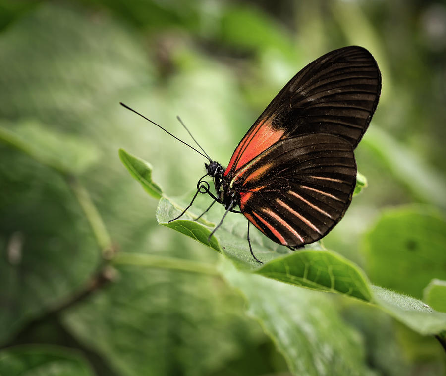 Wings of the Tropics Butterfly Photograph by Louise Lindsay