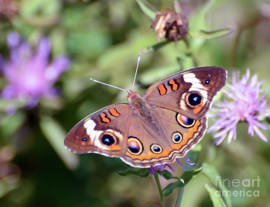 Wings of Wonder - Common Buckeye Butterfly Photograph by Kerri Farley