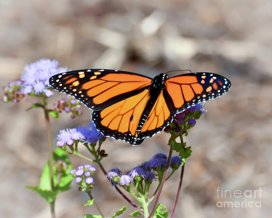 Wings Of Wonder - Monarch Butterfly Photograph by Kerri Farley