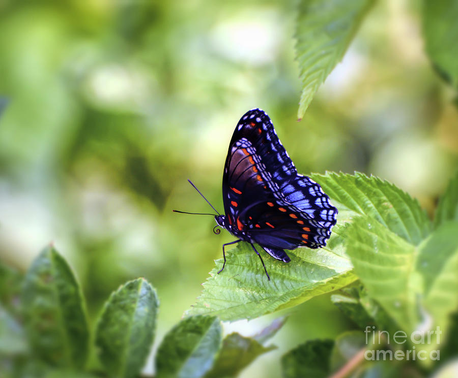 Wings of Wonder - Red-spotted Purple Butterfly Photograph by Kerri Farley