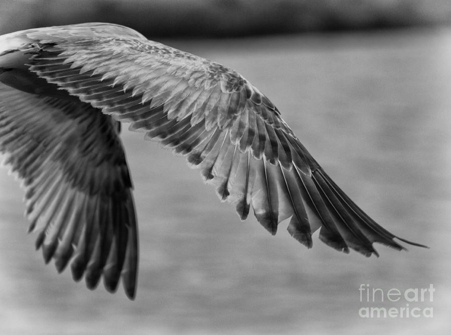 Wings over Water Beach Pictures Black and White Seagull Photograph by Al Nolan