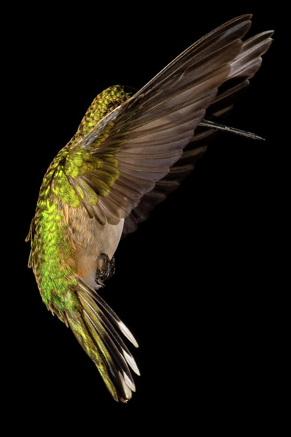 Wings Photograph by Paul Freidlund