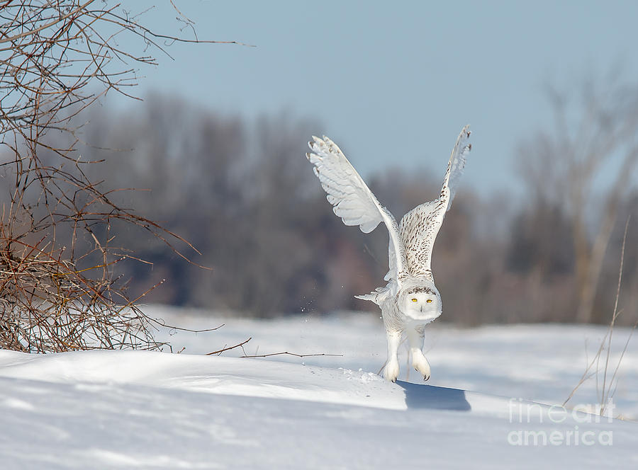 Wings Raised Snowy Owl Photograph by Cheryl Baxter
