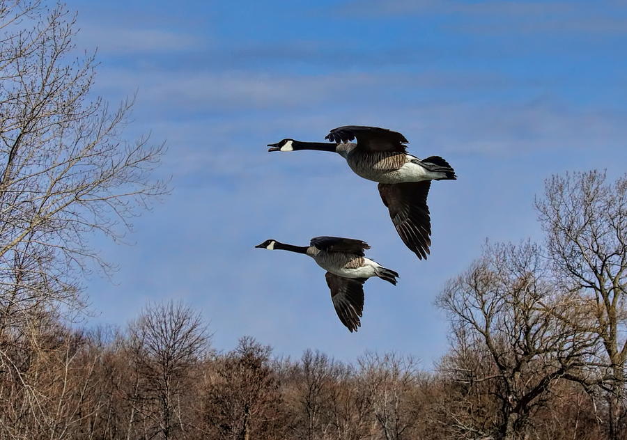 A Pair of Geese with Wings Set Photograph by Dale Kauzlaric