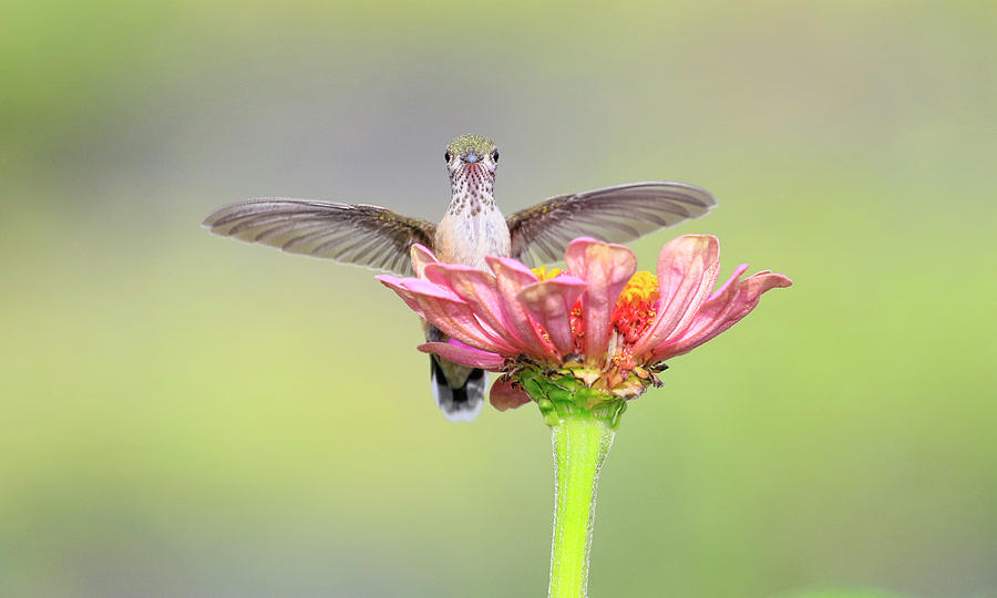 Wings Spread Out on Flower Photograph by Steve McKinzie