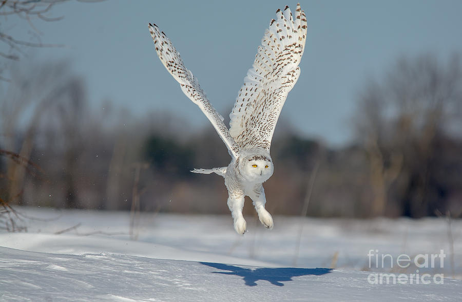 Wings Up Snowy Owl Photograph by Cheryl Baxter