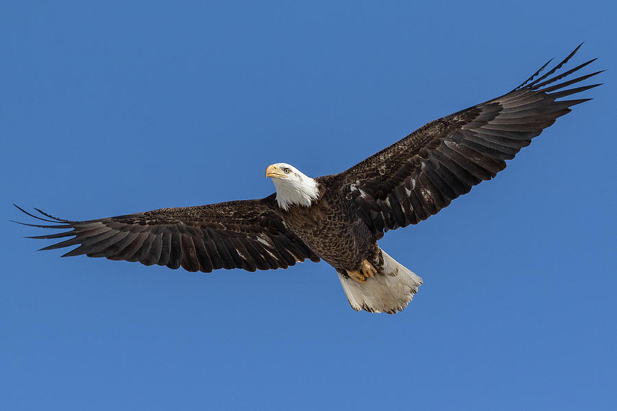 Wings Wide Bald Eagle Photograph by Tony Hake - Pixels