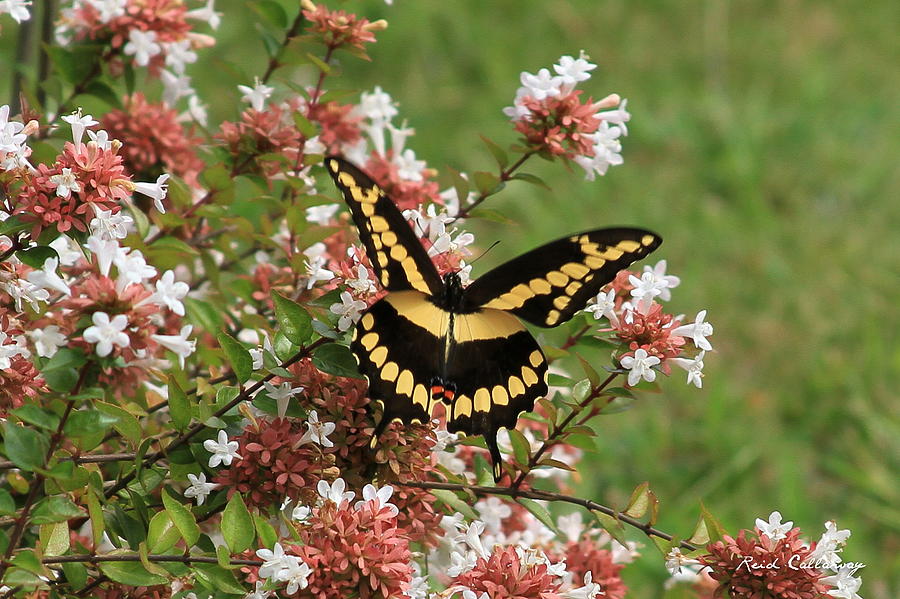 Butterfly Photograph - WingSpan Giant Swallowtail by Reid Callaway
