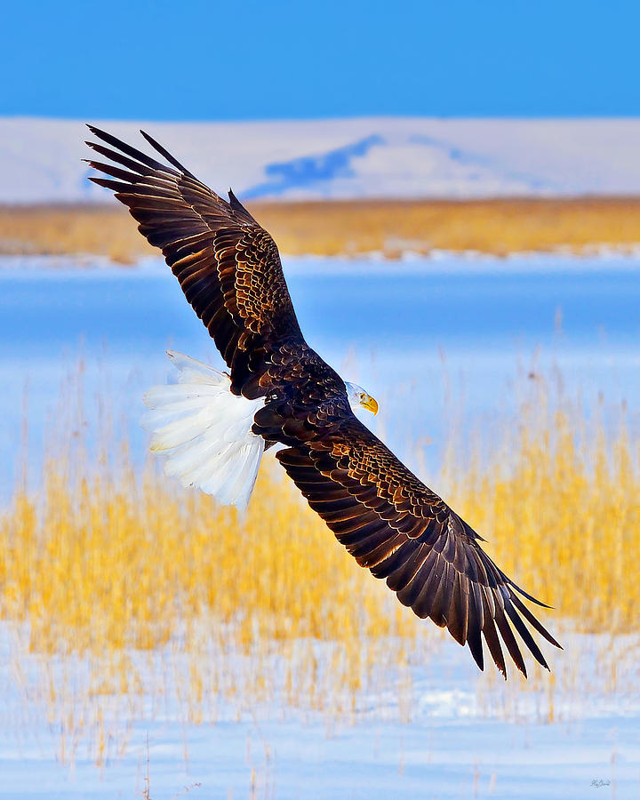 Eagle Photograph - Wingspan by Greg Norrell