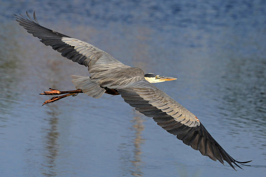 Heron Photograph - Wingspan In Blue by Donna Kennedy