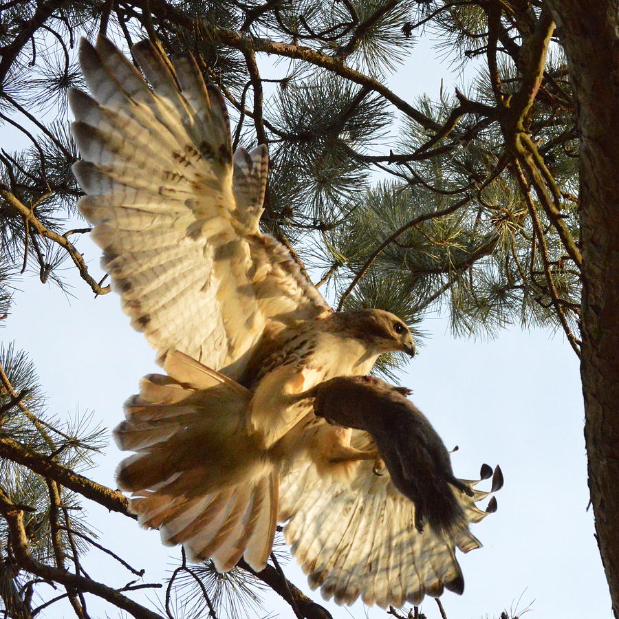 hawk wingspan