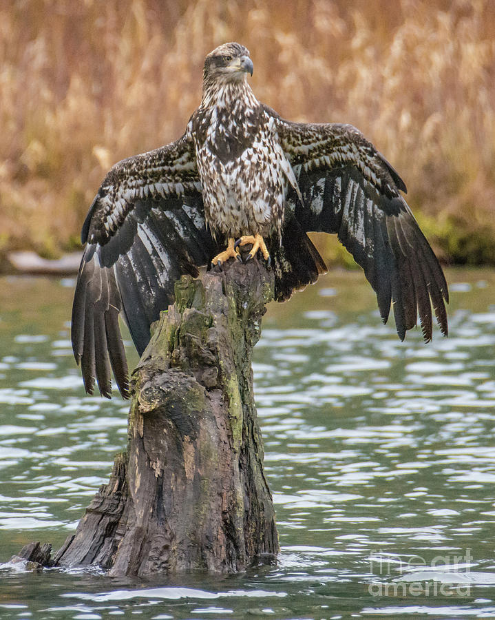wingspan of a bald eagle