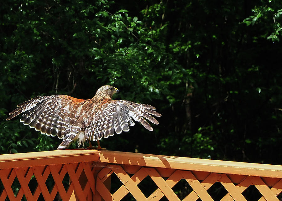 Wingspan of Hawk Photograph by Farol Tomson