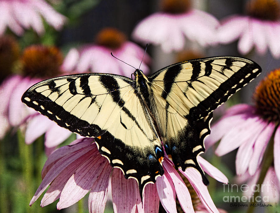 Wingspan of The Male Yellow Eastern Swallowtail Photograph by Barbara McMahon
