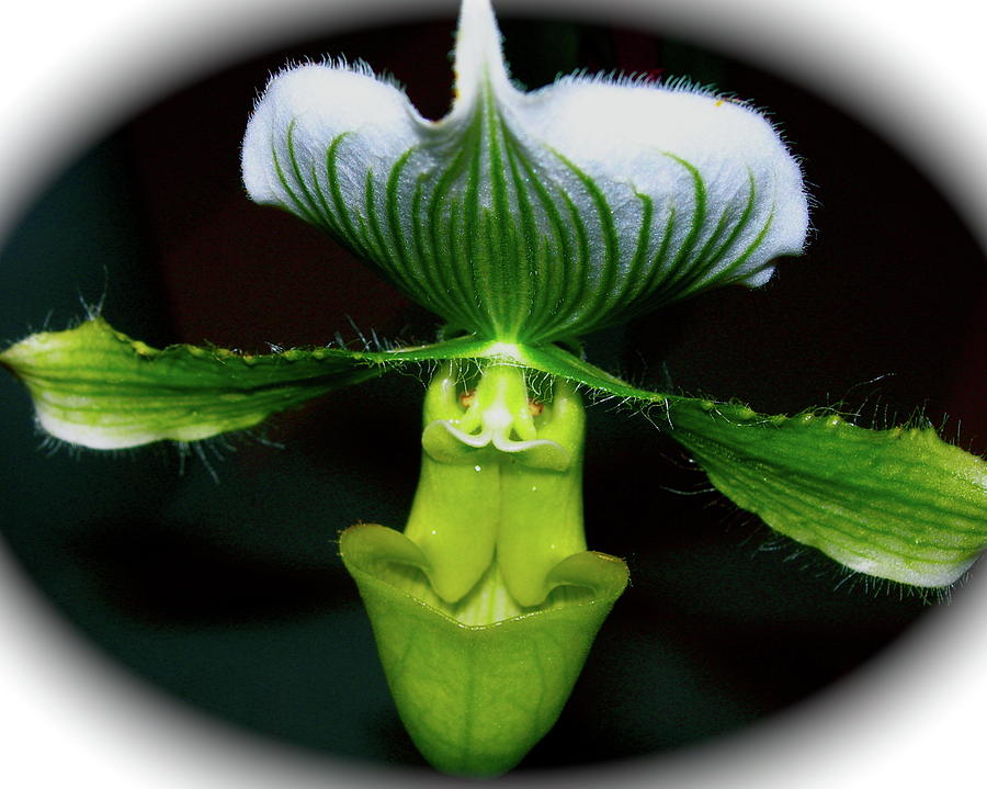 Wingspan Orchid Photograph by Randy Rosenberger