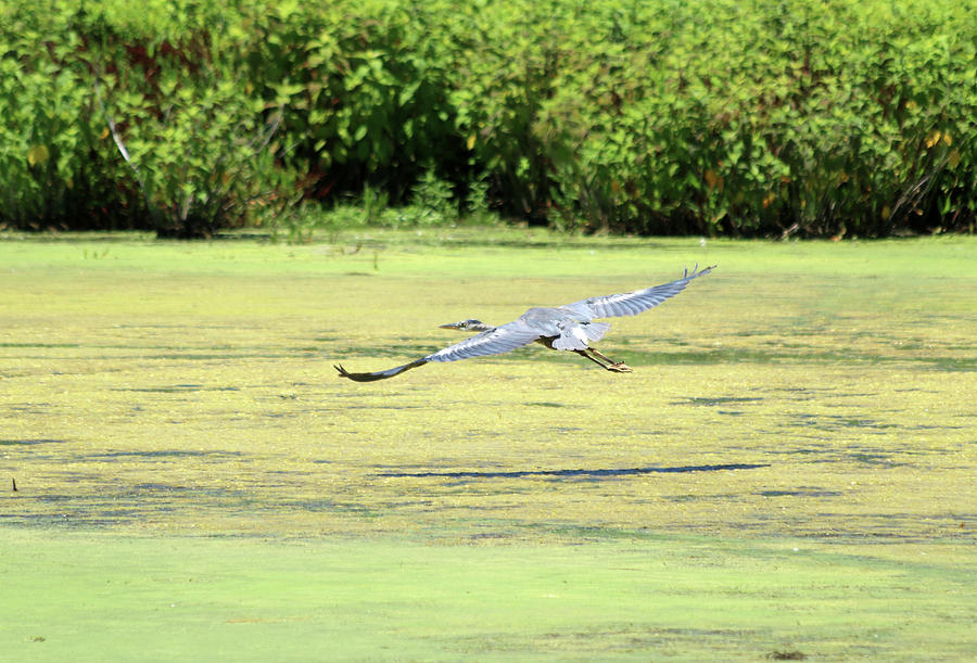 Heron Photograph - Wingspan by Terrie Stickle