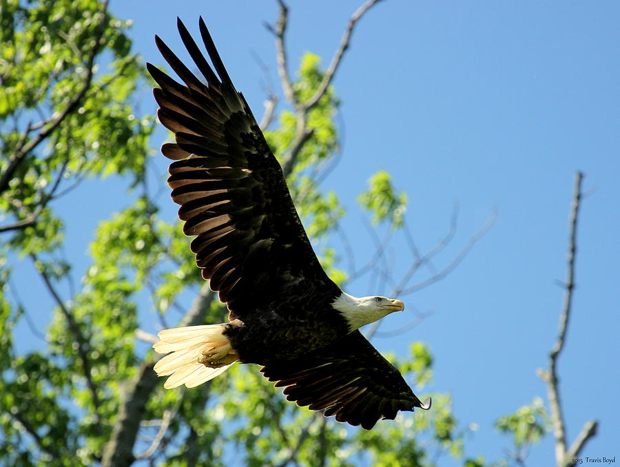 bald eagle wingspan