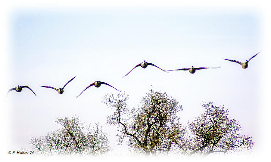 Bird Photograph - Wingspread by Brian Wallace