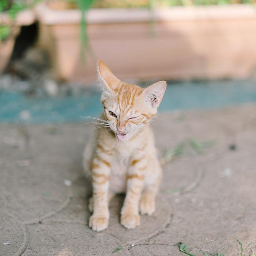 Cat Photograph - Wink Wink! #cats by Laurence Miranda