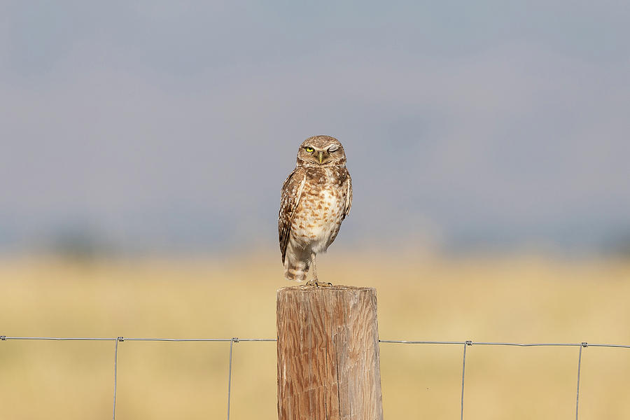 Winking Burrowing Owl Photograph by Tony Hake