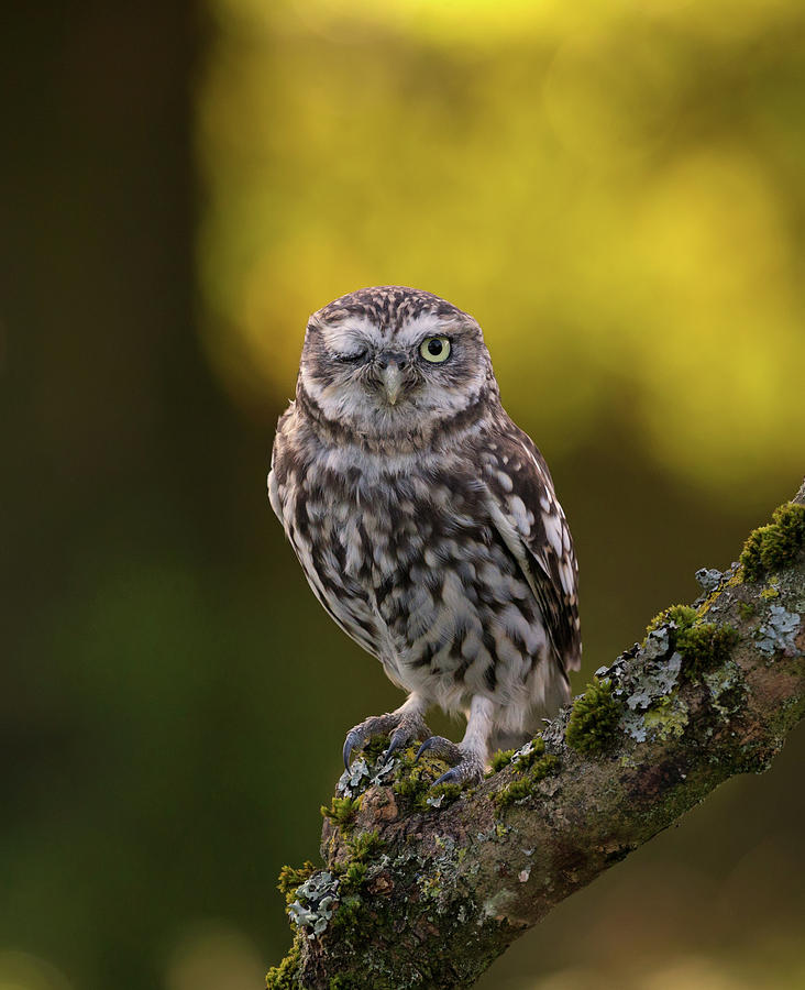 Winking Little Owl Photograph by Pete Walkden