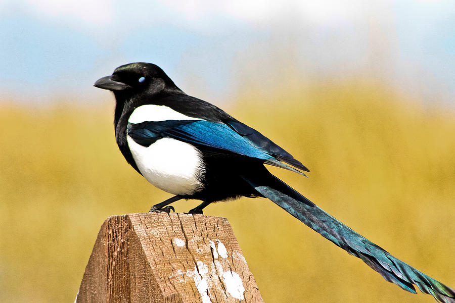 Winking Magpie Photograph by Mitch Shindelbower