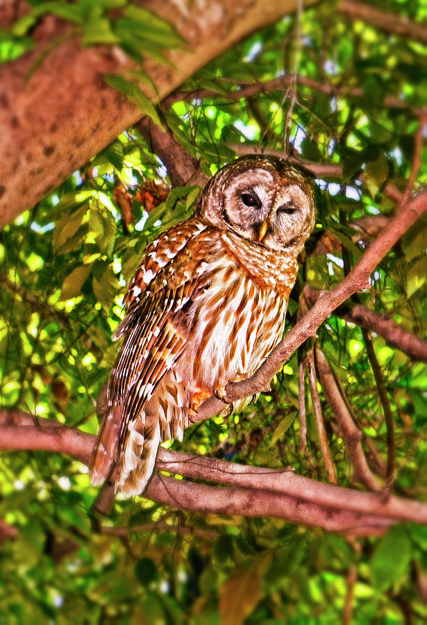 Winking Owl 001 Photograph by George Bostian