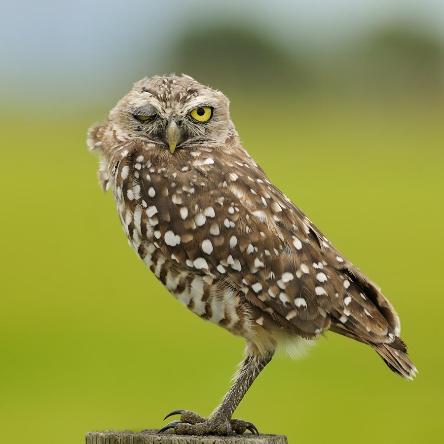 Winking Owl Photograph by Bradford Martin