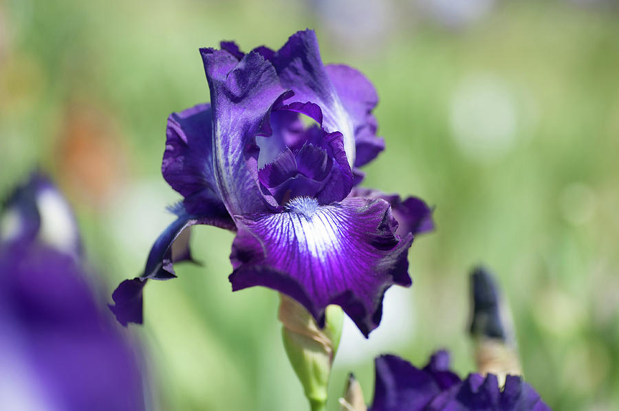 Winners Circle 1. The Beauty of Irises Photograph by Jenny Rainbow
