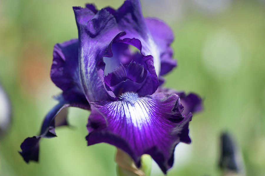 Winners Circle CloseUp. The Beauty of Irises Photograph by Jenny Rainbow