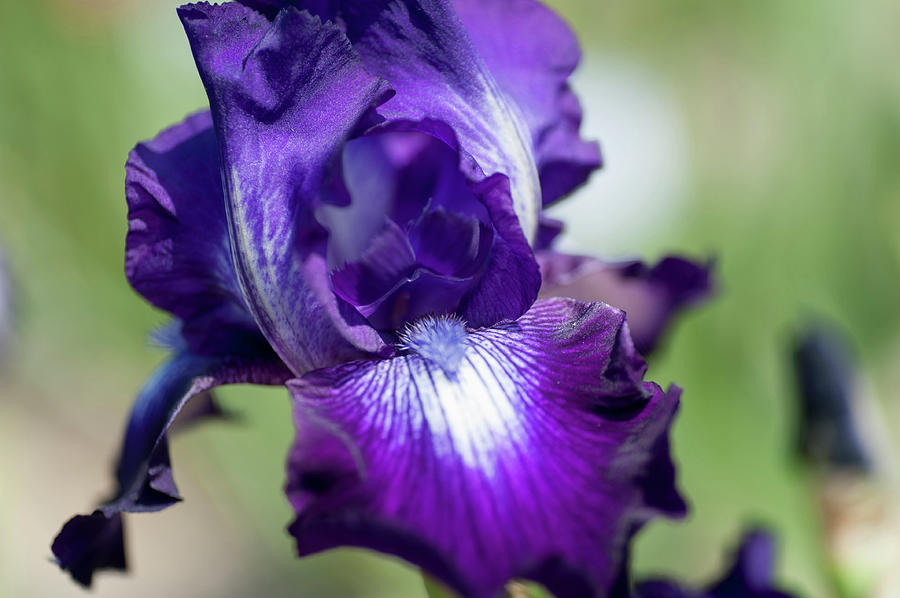 Winners Circle Macro. The Beauty of Irises Photograph by Jenny Rainbow