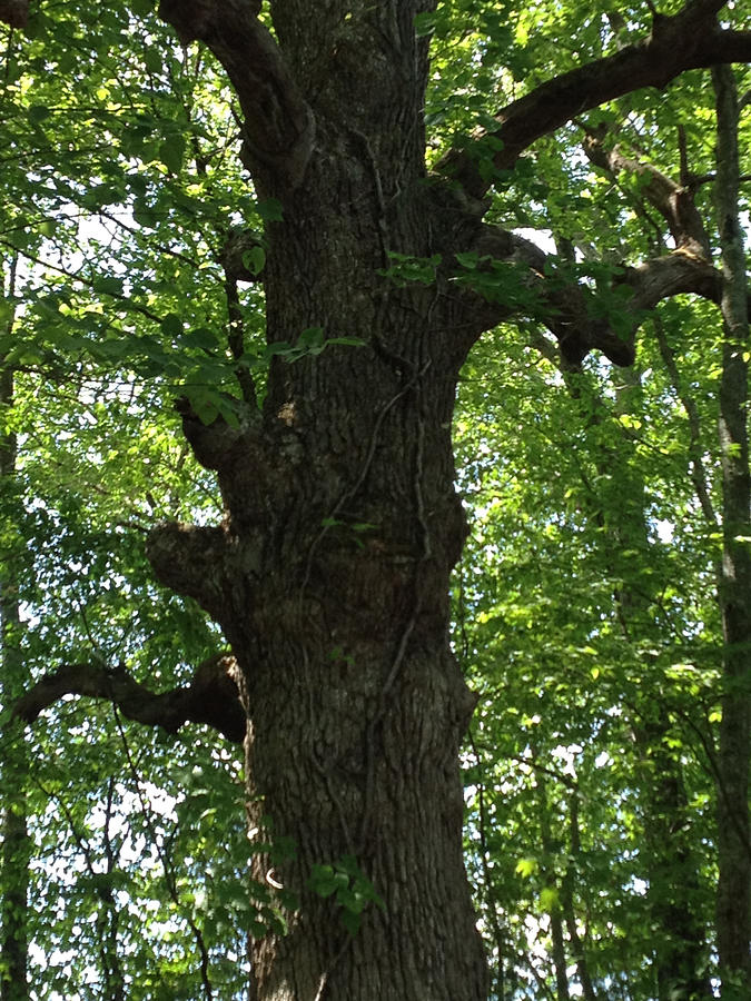 Winnette Tree of Wisdom Photograph by Janice Sanborn - Fine Art America