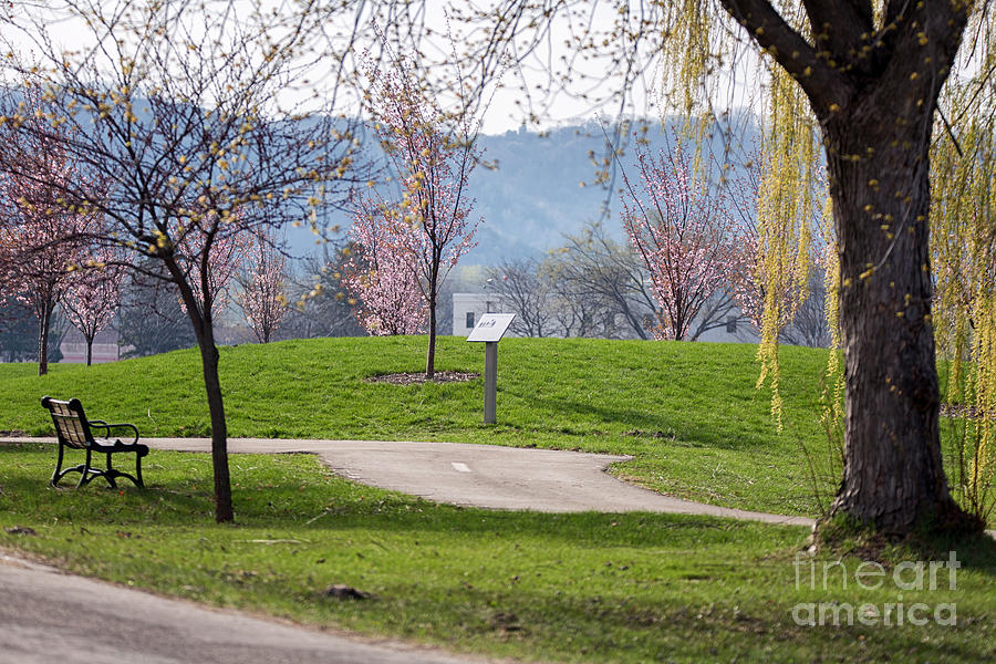 Winona Minnesota Path with Cherry Blossoms Photograph by Kari Yearous