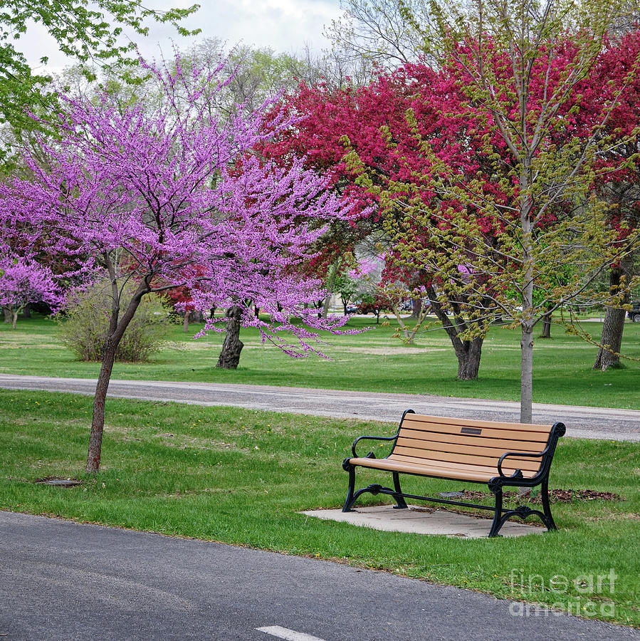 Winona MN Bench with Flowering Tree by Yearous Photograph by Kari Yearous