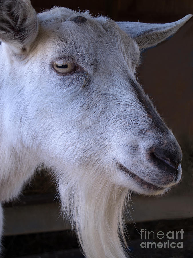 Winsome Goat Photograph