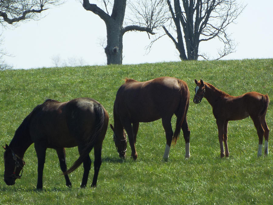 Horse Photograph - WinStar - Foal with mother and friend by Gilbert Pennison