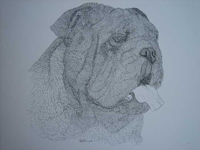 Bulldog Drawing - Winston by Joanie Arvin Bulldog Drawing - Winston by Joanie Arvin
