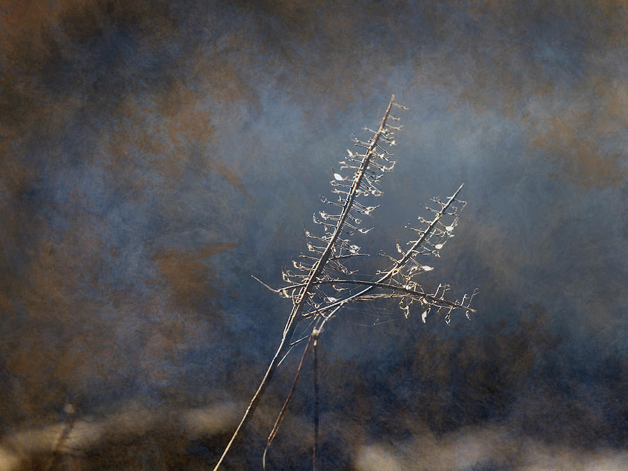 Plants Photograph - Winter 365-296 by Inge Riis McDonald