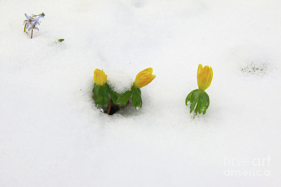 Winter aconite in the snow Photograph by Michal Boubin