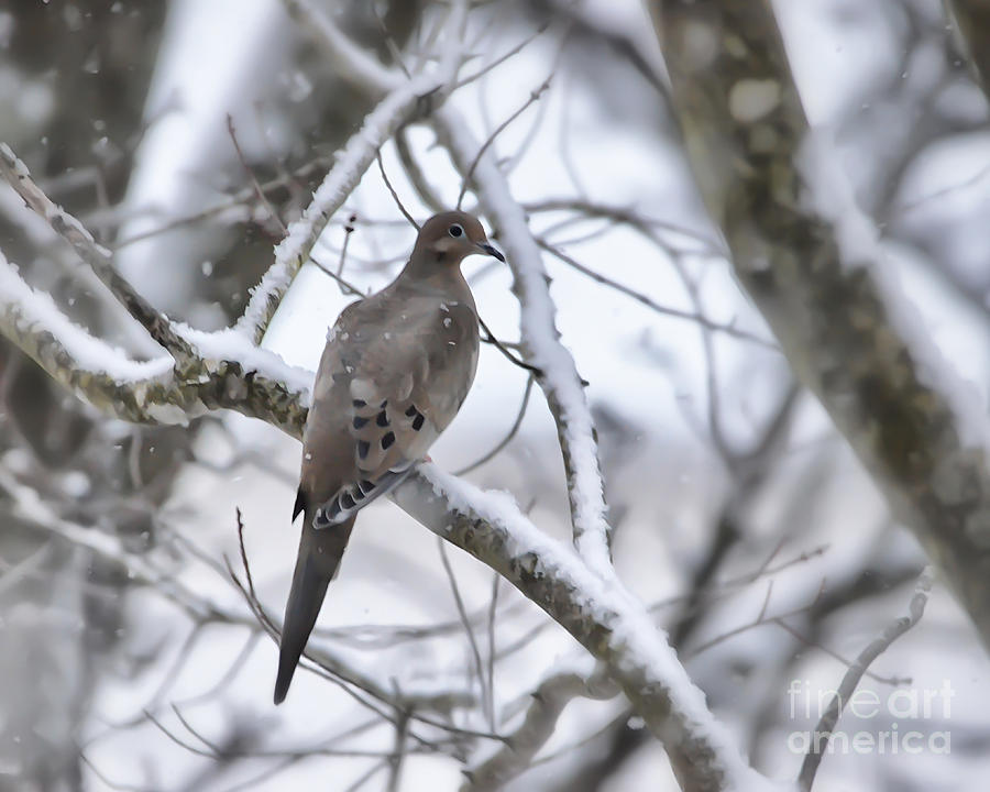 Winter Admiration Photograph by Kerri Farley