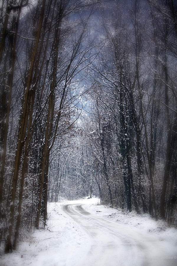Winter Photograph by Alberto Audisio