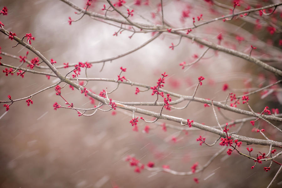 Winter and Spring Photograph by Terry DeLuco