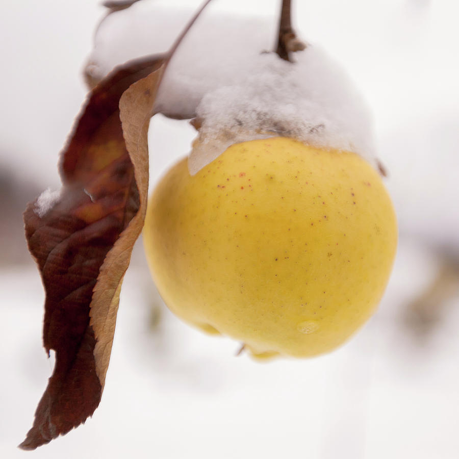 Winter Apple. Photograph