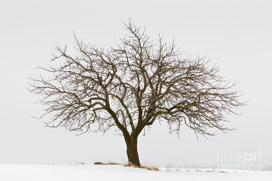 Winter Apple Tree Photograph by Alan L Graham
