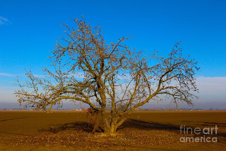 Winter Apple Tree Photograph by Suzanne Lorenz