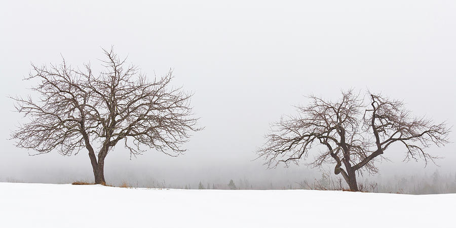 Winter Apple Trees 2 Photograph by Alan L Graham