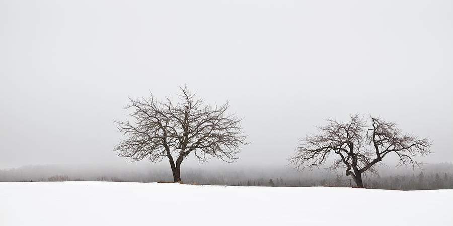 Winter Apple Trees  Photograph by Alan L Graham