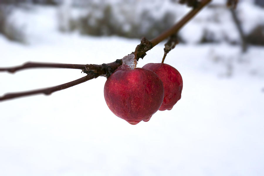 Winter Apples Photograph by Ellery Russell